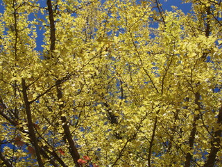 yellow tree