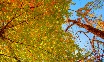 Autumn landscape of bottom view of the fresh multicolor foliage along the trunk of a tree