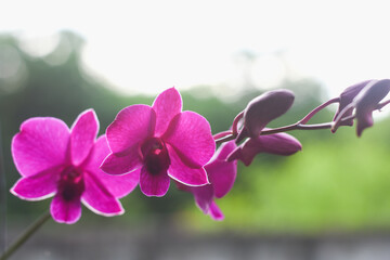 Fototapeta na wymiar Purple orchids and beautiful sunlight in a beautiful evening