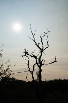 Une silhouette d'un arbre seul, sans feuille, mort, au soleil couchant