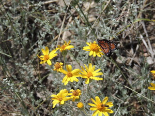 butterfly on flower