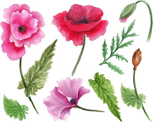  Watercolor set with summer flowers. Transparent layer
