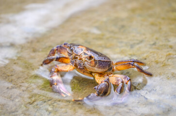 crab on the beach