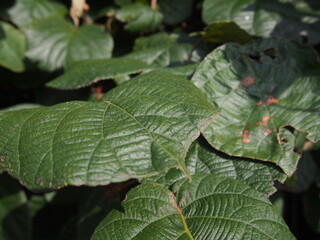 青々とした木の葉の群生