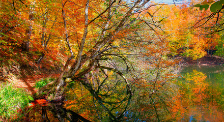 Autumn forest landscape with sun rays - Autumn landscape in (seven lakes) National park of  Yedigoller, Turkey