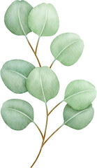 Fototapeta na wymiar Watercolor eucalyptus leaves and branch