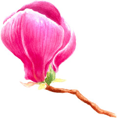 Fototapeta premium Watercolor set of flower magnolia. Transparent layer.
