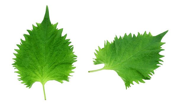 しそ 紫蘇 大葉 リアル イラスト