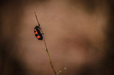 bug on a leaf