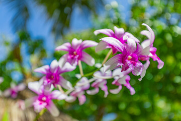 Pink purple phalaenopsis orchid flower on bokeh of green leaves background. Beautiful close-up nature vibrant relaxation floral concept. Tropical garden blooming flowers