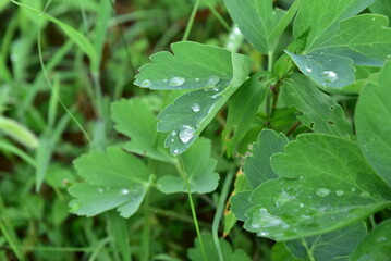 water drops on a green leaf