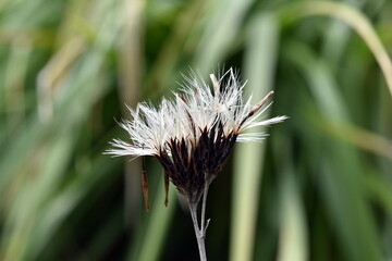 Verwelkte Blüte einer Einköpfigen Strauchscharte