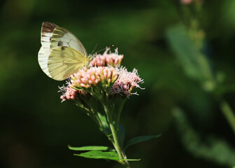The green-veined white on the eupatorium cannabinum