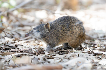 Side on view of cute australian bandicoot in bush