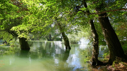 Obraz premium Herbststimmung mit Spiegelung im Auwald