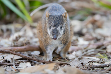 Australian bandicoot, looking at camera with curiosity 
