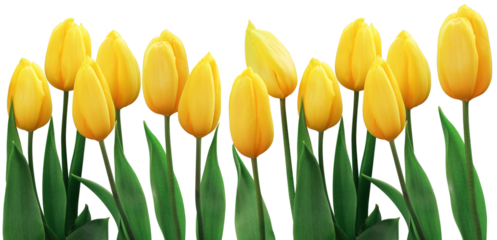 Yellow tulip flower with green leaf in tulip field. Spring day for postcard, beauty decoration and agriculture concept design.