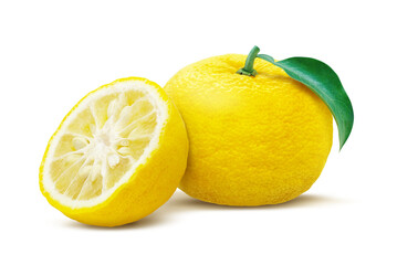 ゆず 柚子 イラスト リアル セット