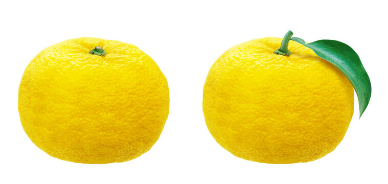 ゆずの実 の画像 2 0 件の Stock 写真 ベクターおよびビデオ Adobe Stock