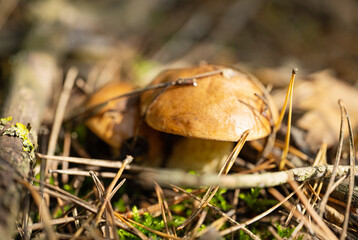 Mushrooms in a pine forest in autumn