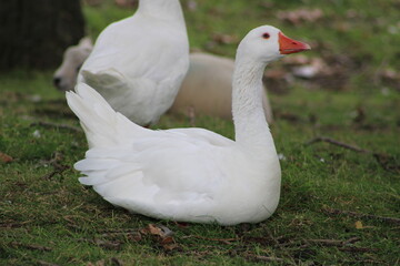 white goose on a green grass
