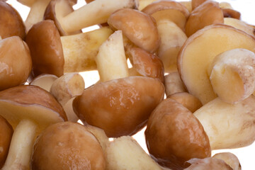Boletus mushroom isolated