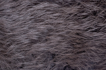 Background of black rabbit fur closeup