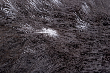 Fototapeta premium Background of black rabbit fur closeup