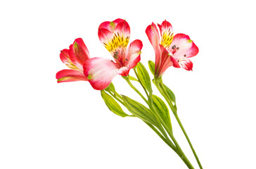 Alstroemeria isolated
