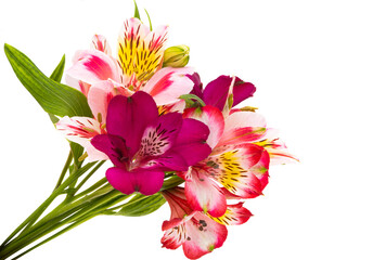Alstroemeria isolated