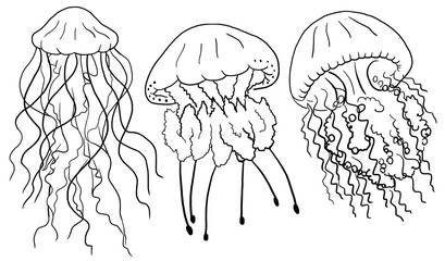Black outlines jellyfishes, isolated element for nautical sea wedding Illustration