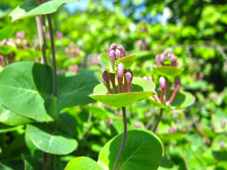 curly honeysuckle caprifol (lonicera caprifolium) with buds blooms