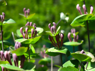 curly honeysuckle caprifol (lonicera caprifolium) with buds blooms