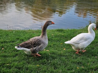 geese on the farm grazing on the lake