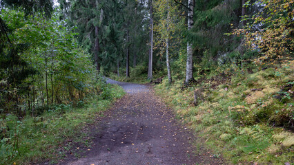 footpath in the woods