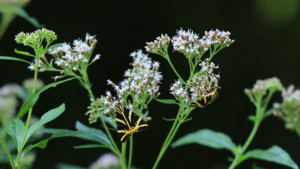Fototapeta premium Euplagia quadripunctaria (Jersey Tiger or Spanish Flag) on the flowers of the holy rope