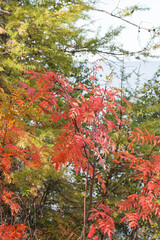 lake Baikal  in summer and autumn
