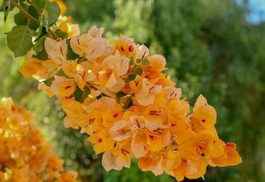 Yellow And Orange Garden Flowers