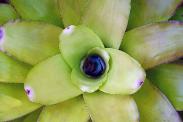 Bromeliad is a terrestrial plant. and ornamental pots resistant to strong sunlight The highlight is the shape of the plant, the color and the leaf pattern.