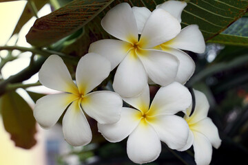Plumeria, white. Commonly known as plumeria, Frangipani, Temple tree. The flowers are fragrant and are medicinal herbs used in combination with betel nut. It is used as a remedy for fever and malaria