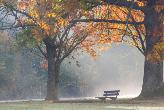 ambiance d'automne dans un parc avec un banc dans la brume et les couleurs vives automnales