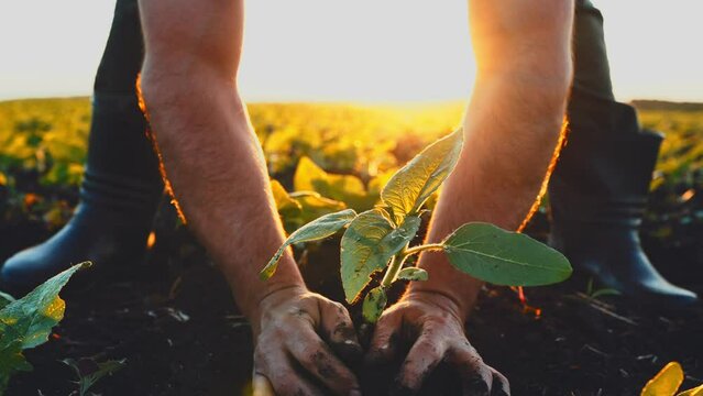 Close-up of hands an agronomist who planting young tree with green leaves in ground. Transplantation of sapling. Environmental protection. Nature landscape under sun rays. Agriculture, gardening.