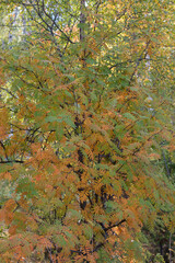 lake Baikal  in summer and autumn