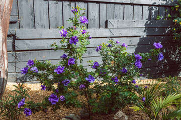 purple hibiscus plant outdoor in sunny backyard