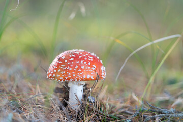 Fly agaric (Amanita muscaria), a mushroom out of a fairy tale that  might find in the forest