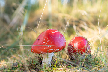 Fly agaric (Amanita muscaria), a mushroom out of a fairy tale that  might find in the forest