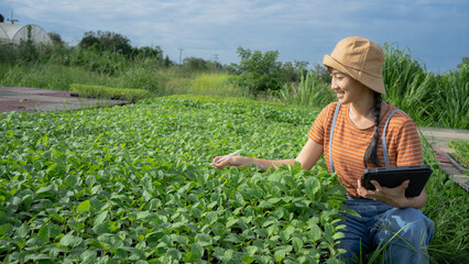 Young Asian woman farmer working in organic hydroponic salad vegetable farm. Modern vegetable...