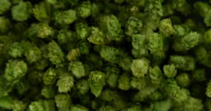Super Slow Motion of Flying Fresh Hops Cones. Isolated on Black Background. Overhead Shot. Filmed on High Speed Cinema Camera, 1000fps.