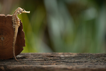 Thorny Seahorse or Hippocampus on nature background.