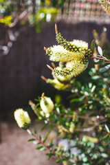 native Australian yellow callistemon plant shot at shallow depth of field